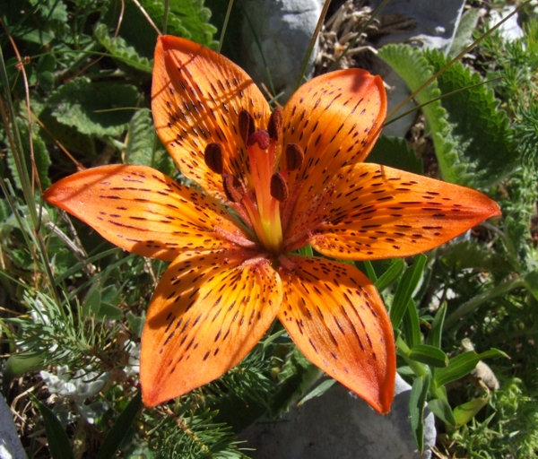 Lilium bulbiferum subsp. croceum / Giglio di S.Giovanni